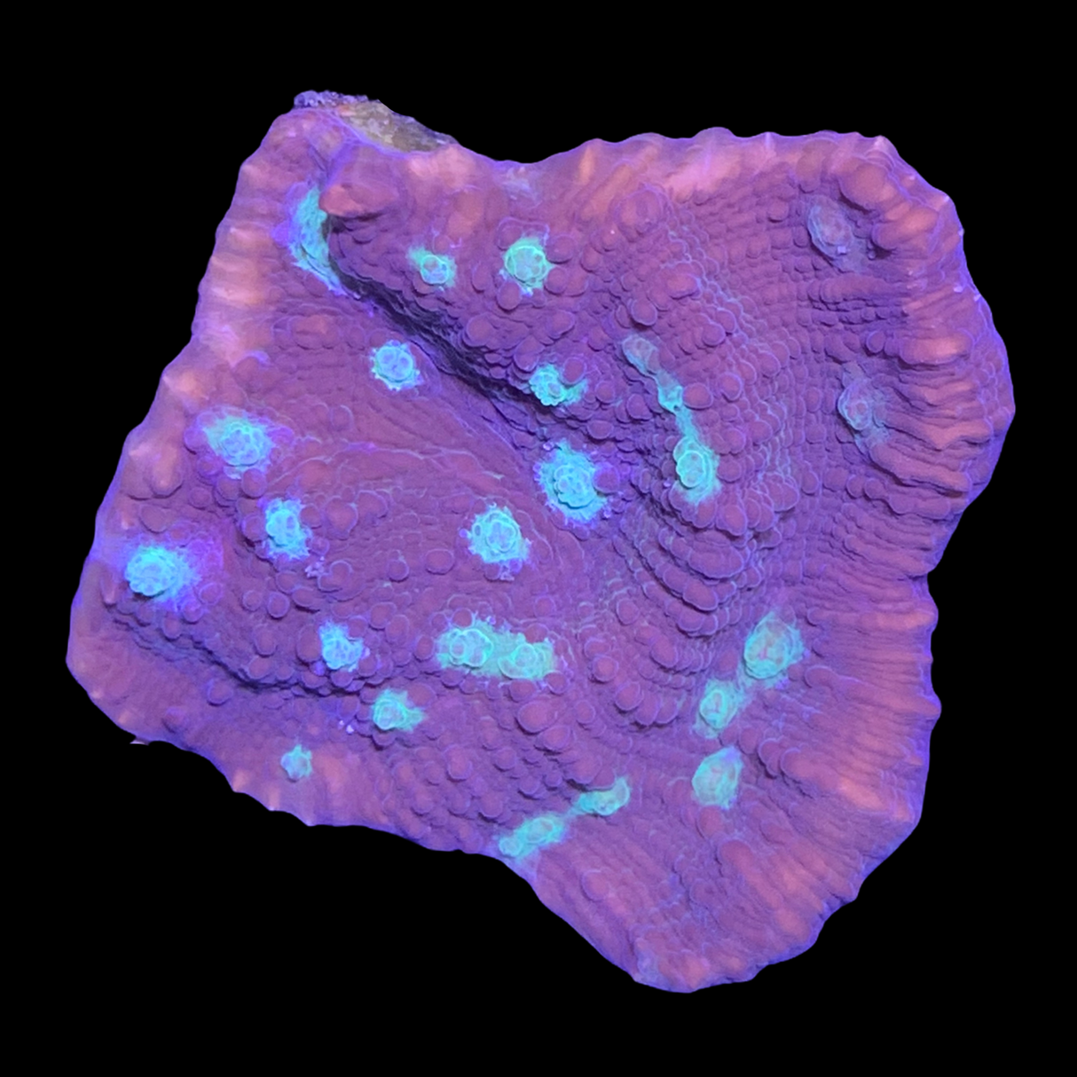 Orion's Maze Chalice XL