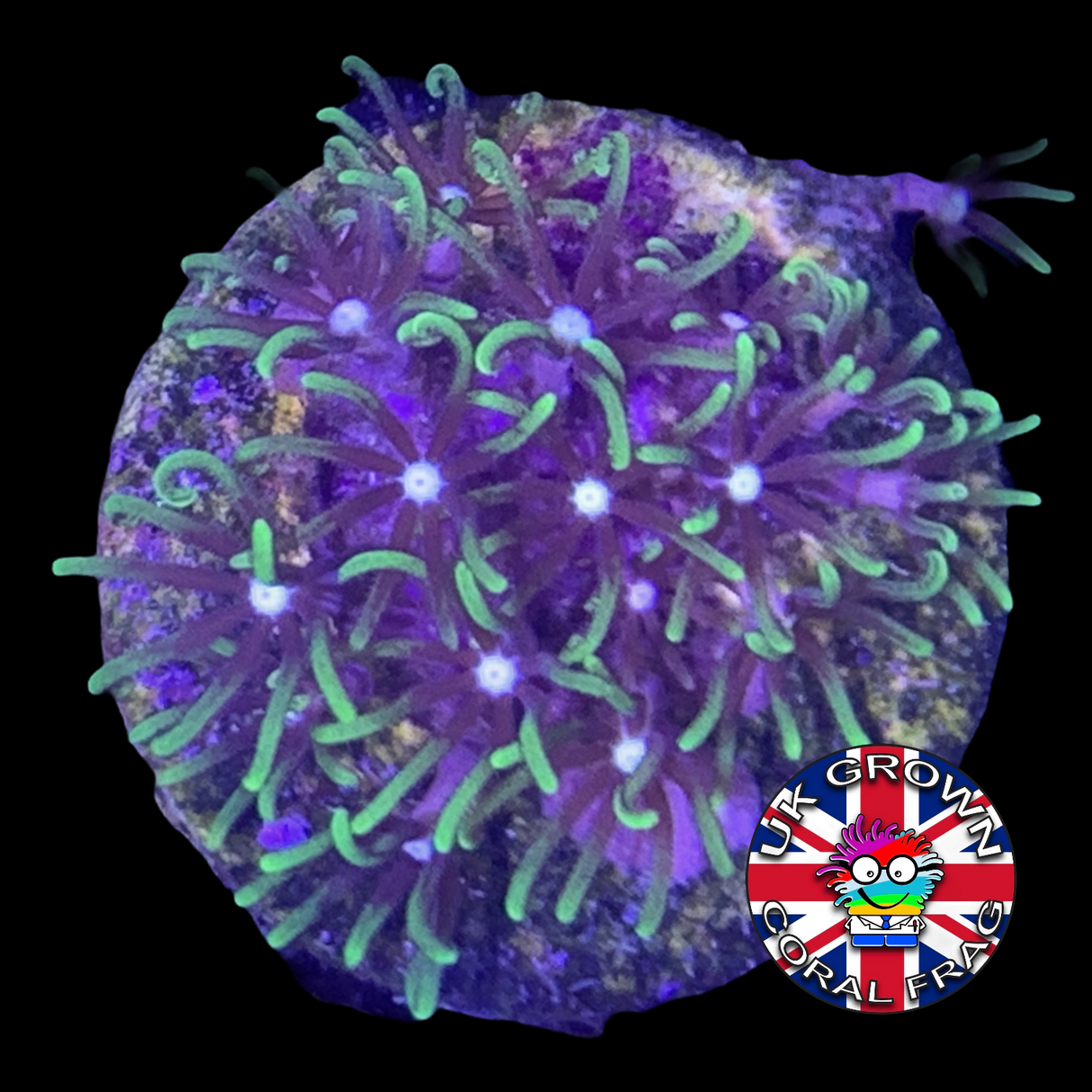 Green Star Polyps (Standard Plug) (UK Grown)