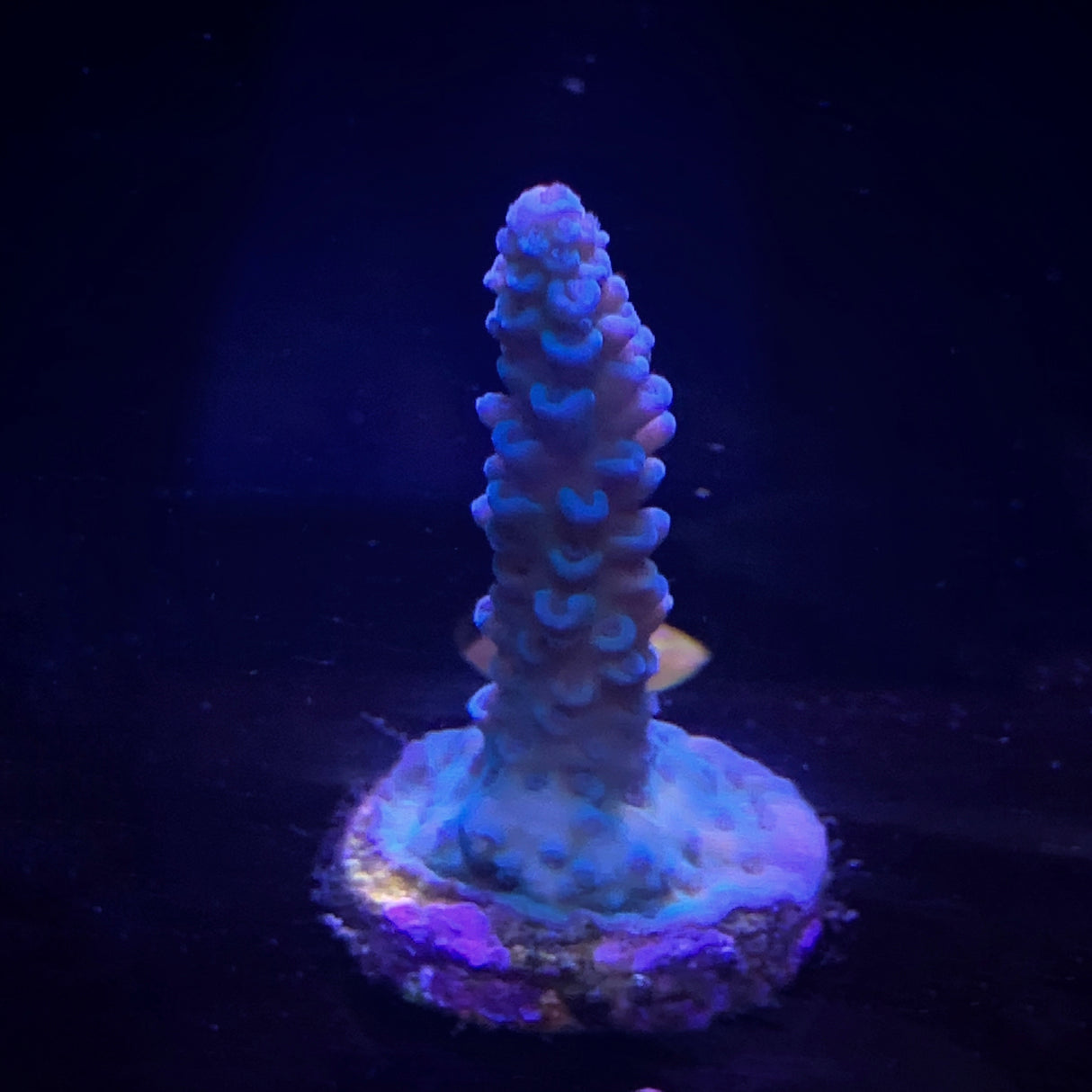 Acropora Frag