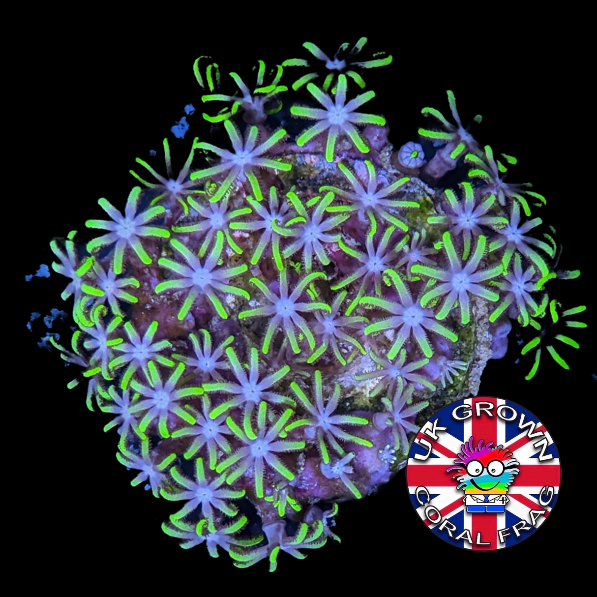 Green Star Polyps (Standard Plug) (UK Grown)