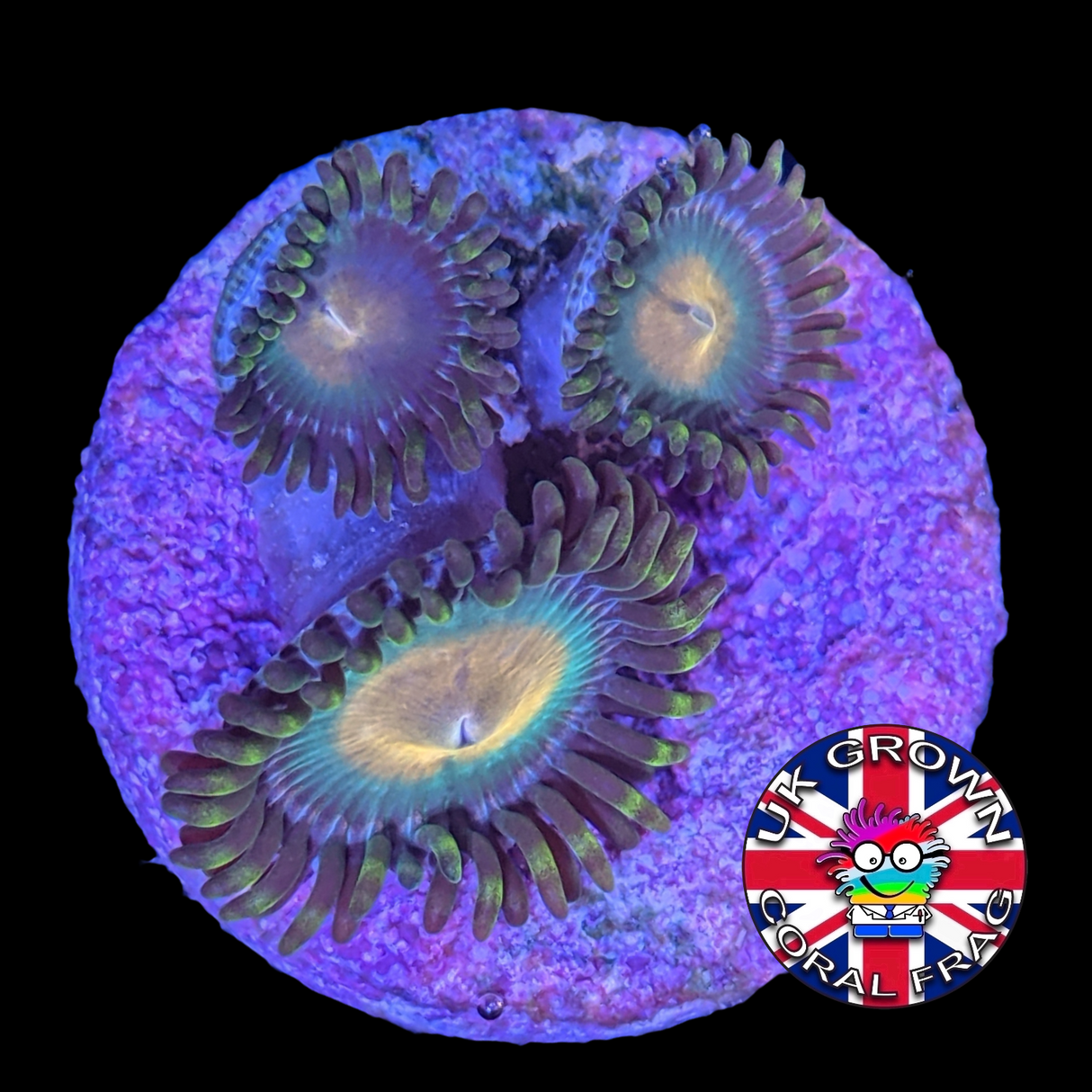Zoa Frag (UK Grown)