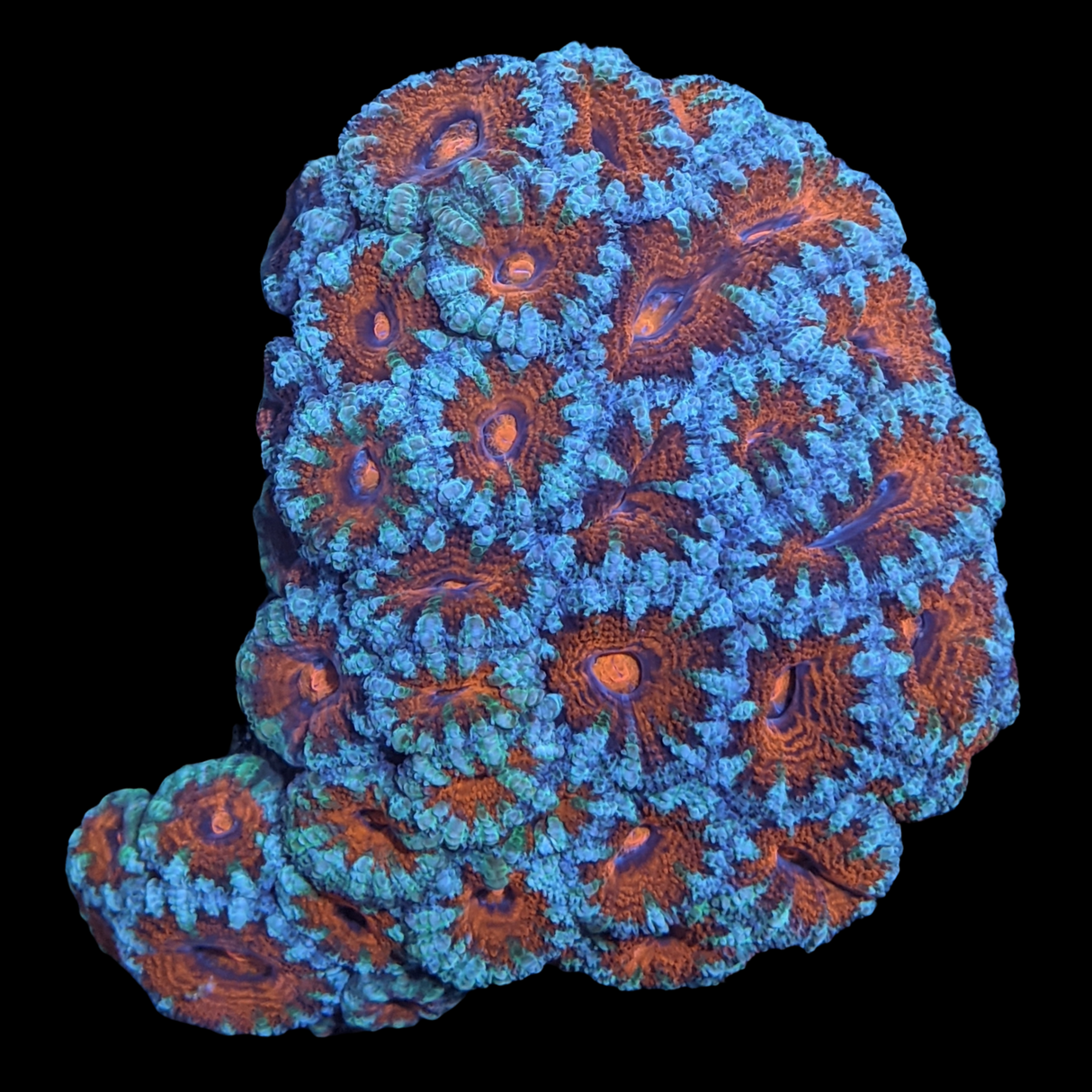 Acanthastrea Lordhowensi Colony