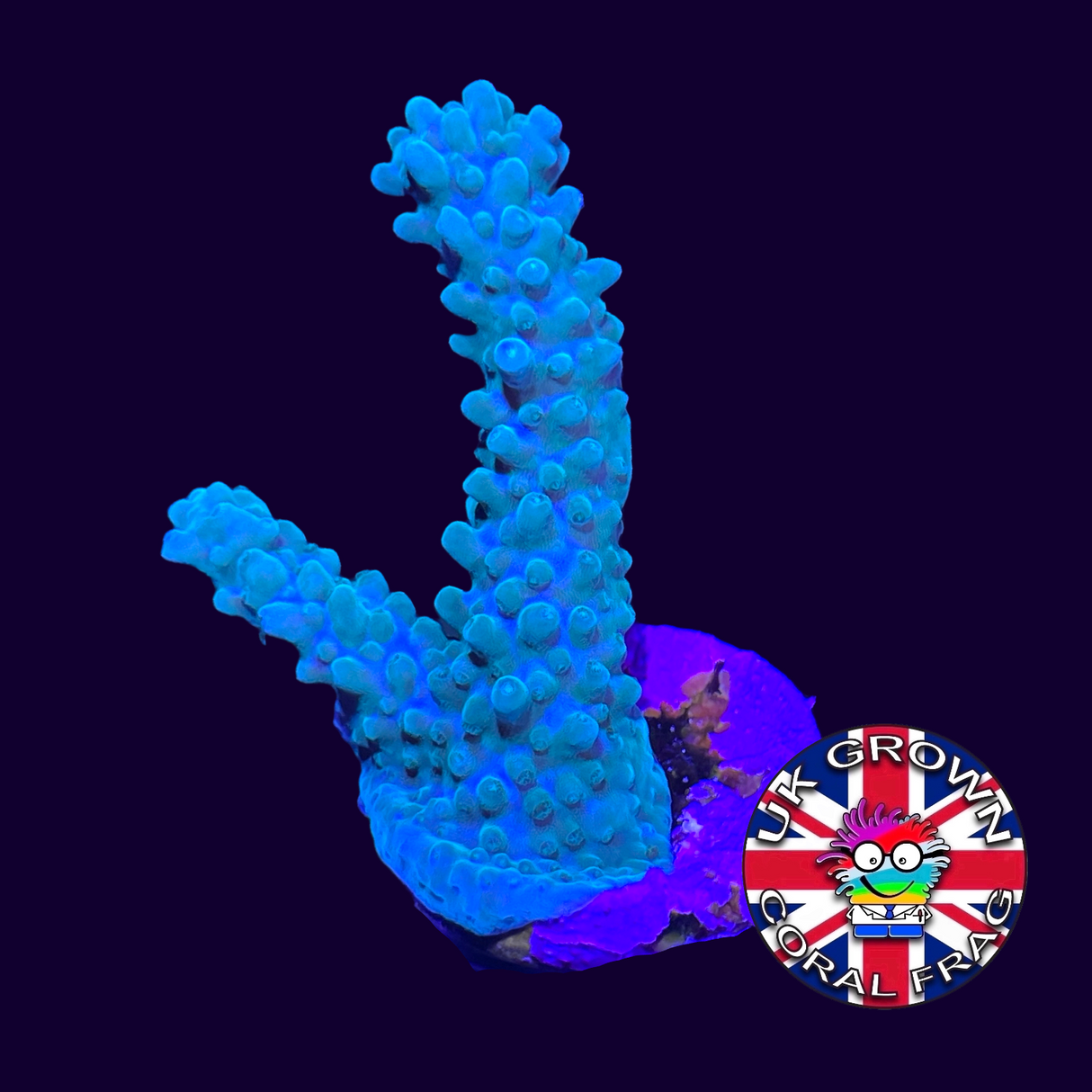 Acropora Frag (UK Grown)