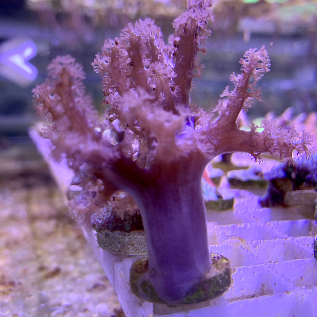 Sinularia Leather Coral