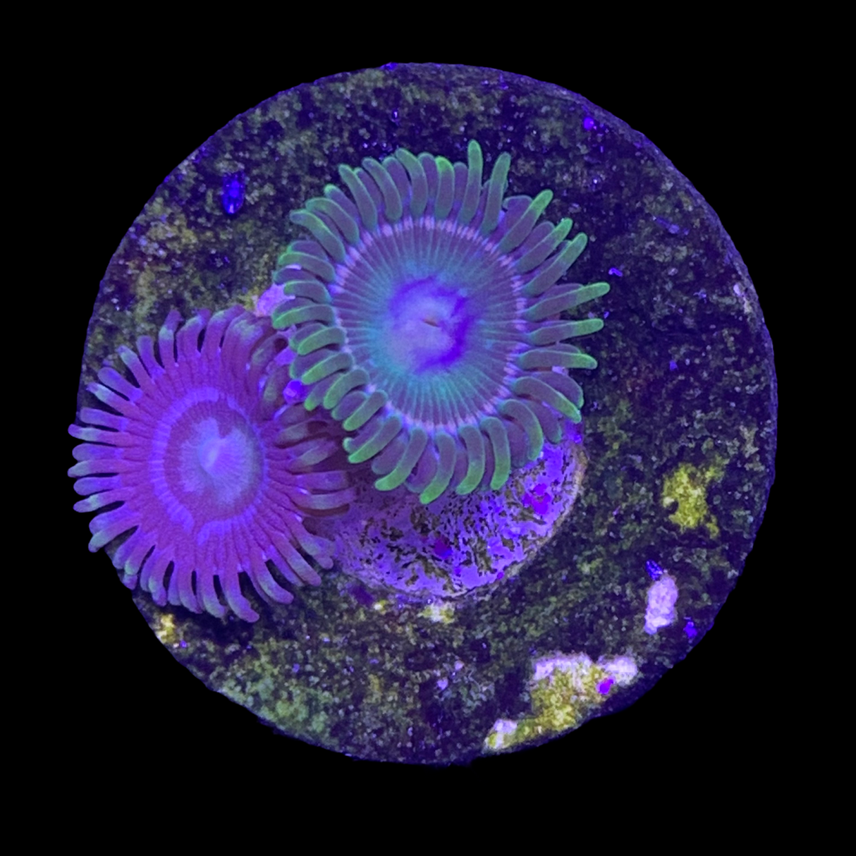 Zoa Frag