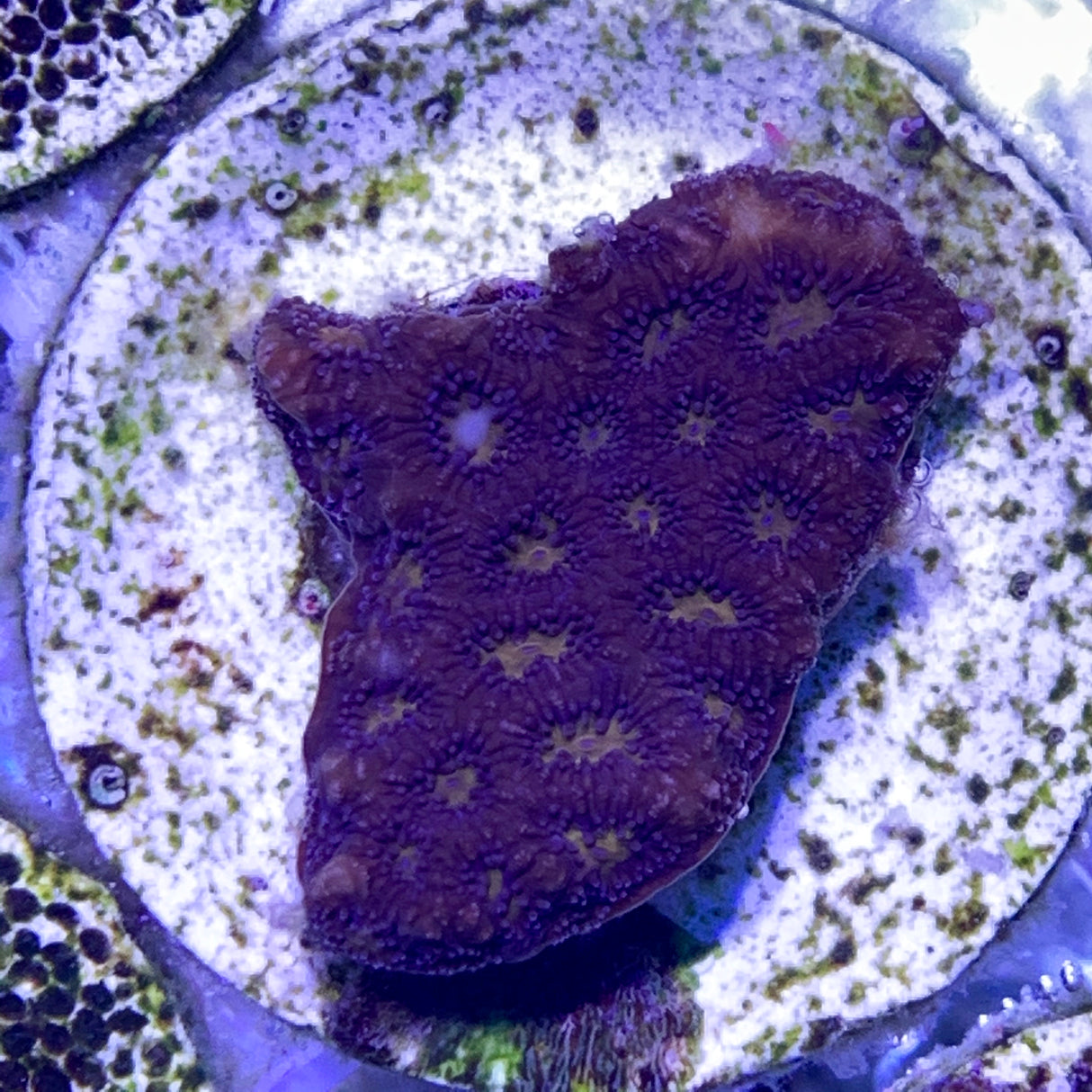 Orange Leptastrea Frag