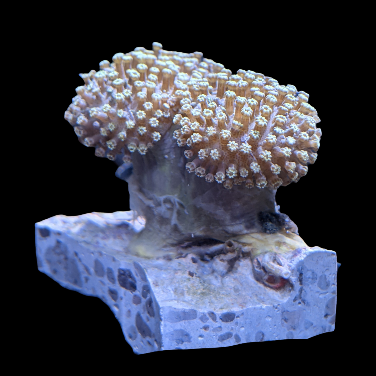 Aquacultured Indonesian Toadstool Frag