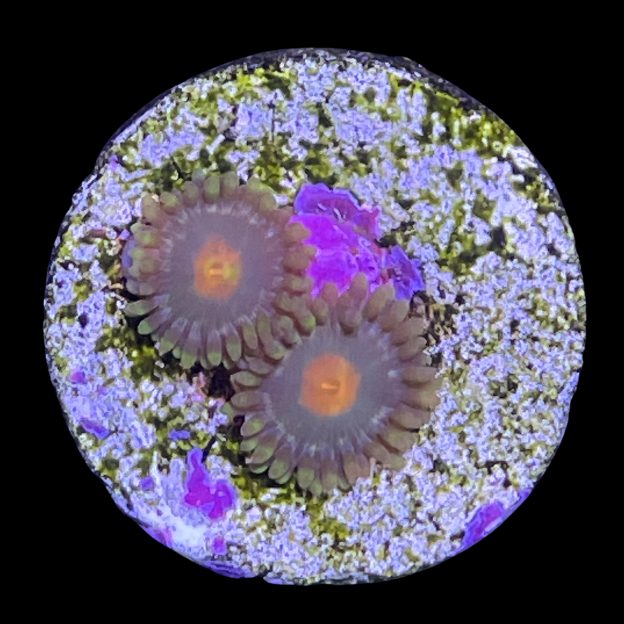 Orange Spot Zoa Frag