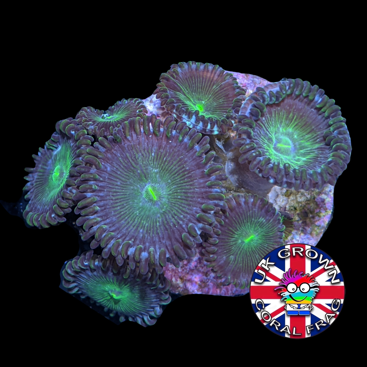 Green People Eater Zoa Frag (UK Grown)