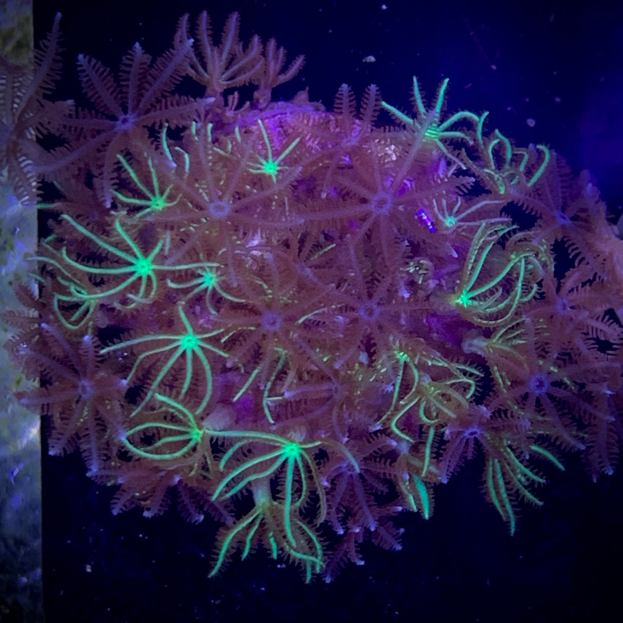 Xenia & Star Polyps Mix (Standard Plug)