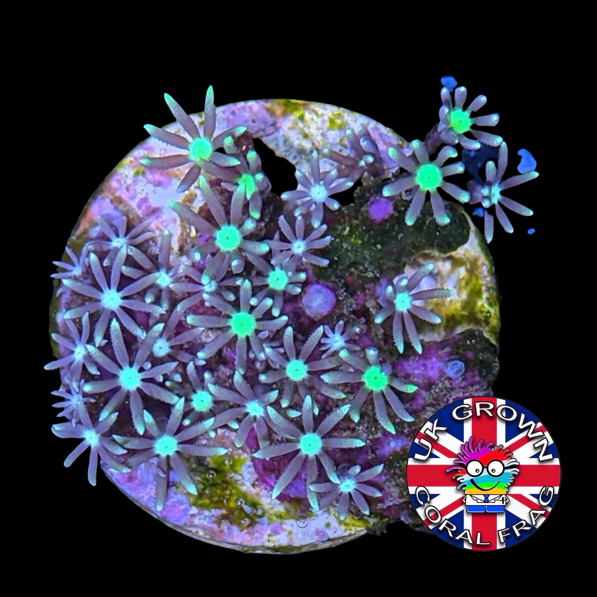 Green Star Polyps (Standard Plug) (UK Grown)