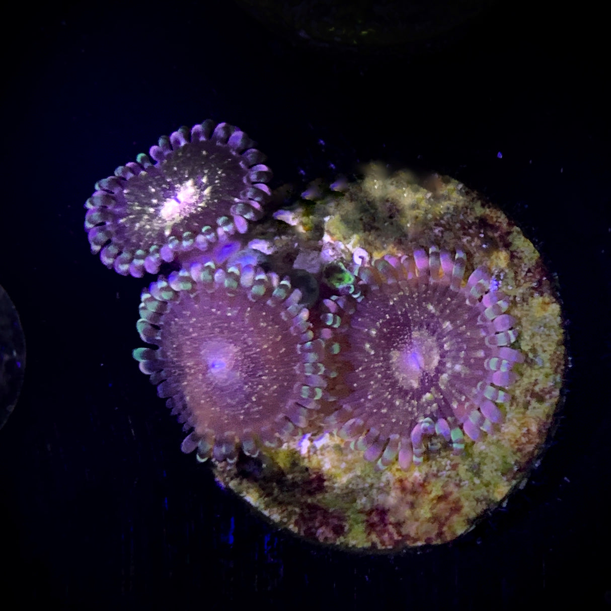 Zoa Frag