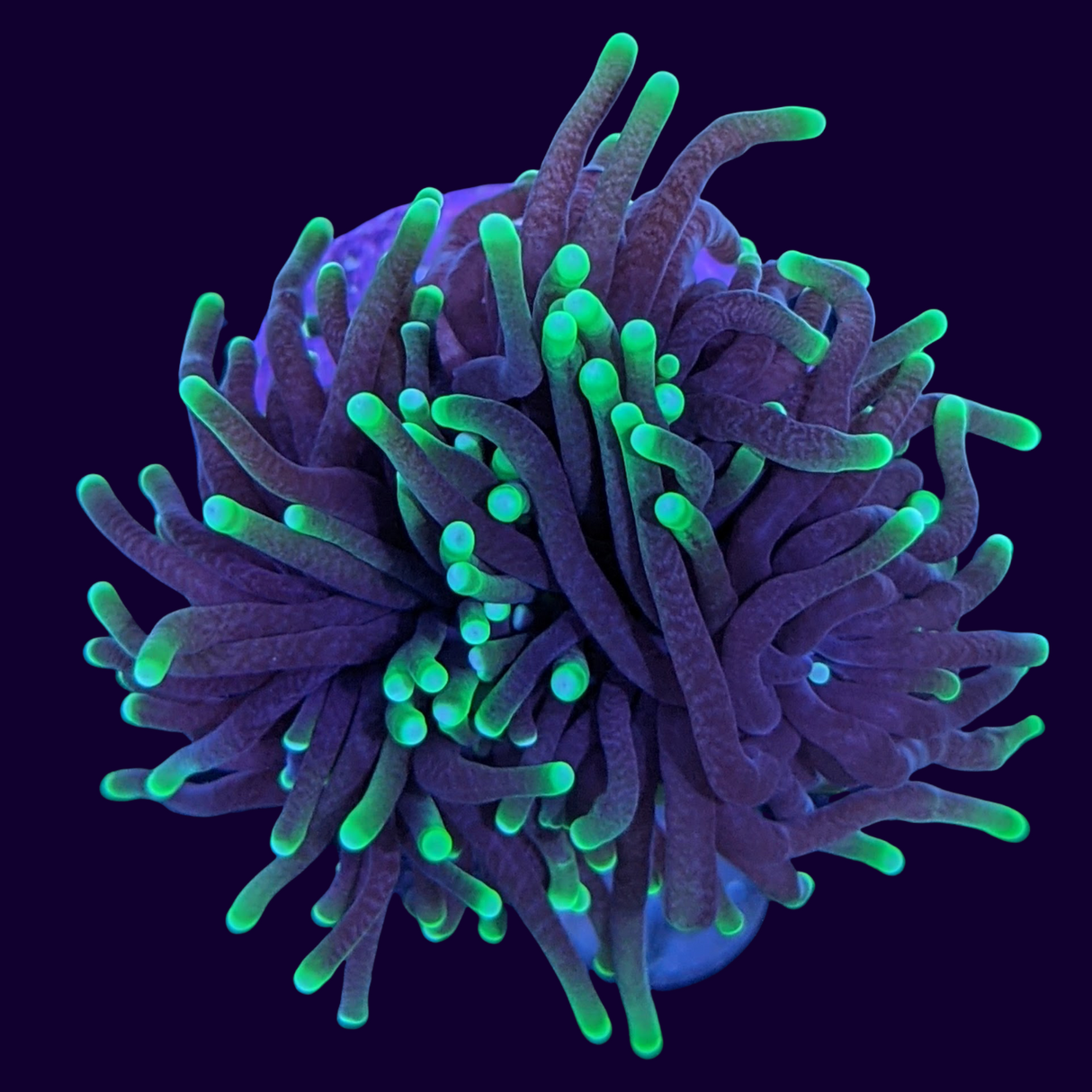 Large Green Torch Frag