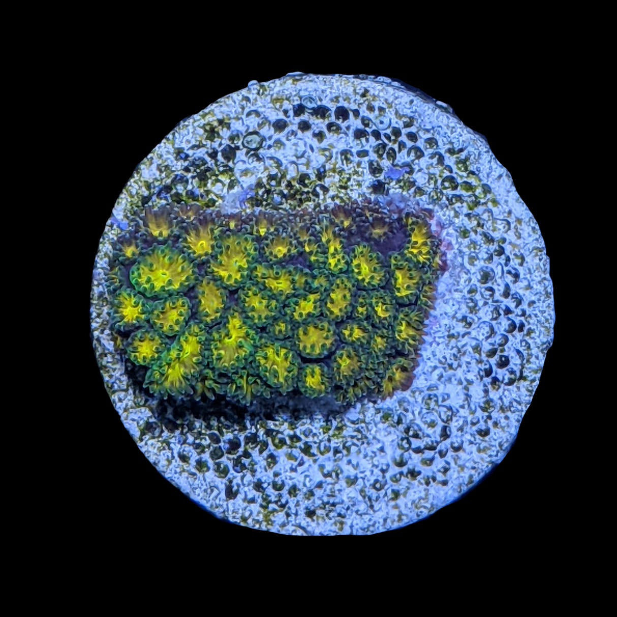 John Deere Leptastrea Frag