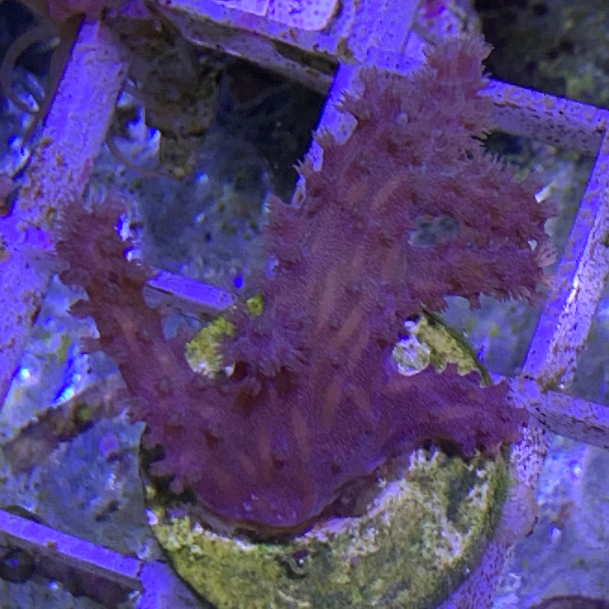 Sinularia Leather Coral