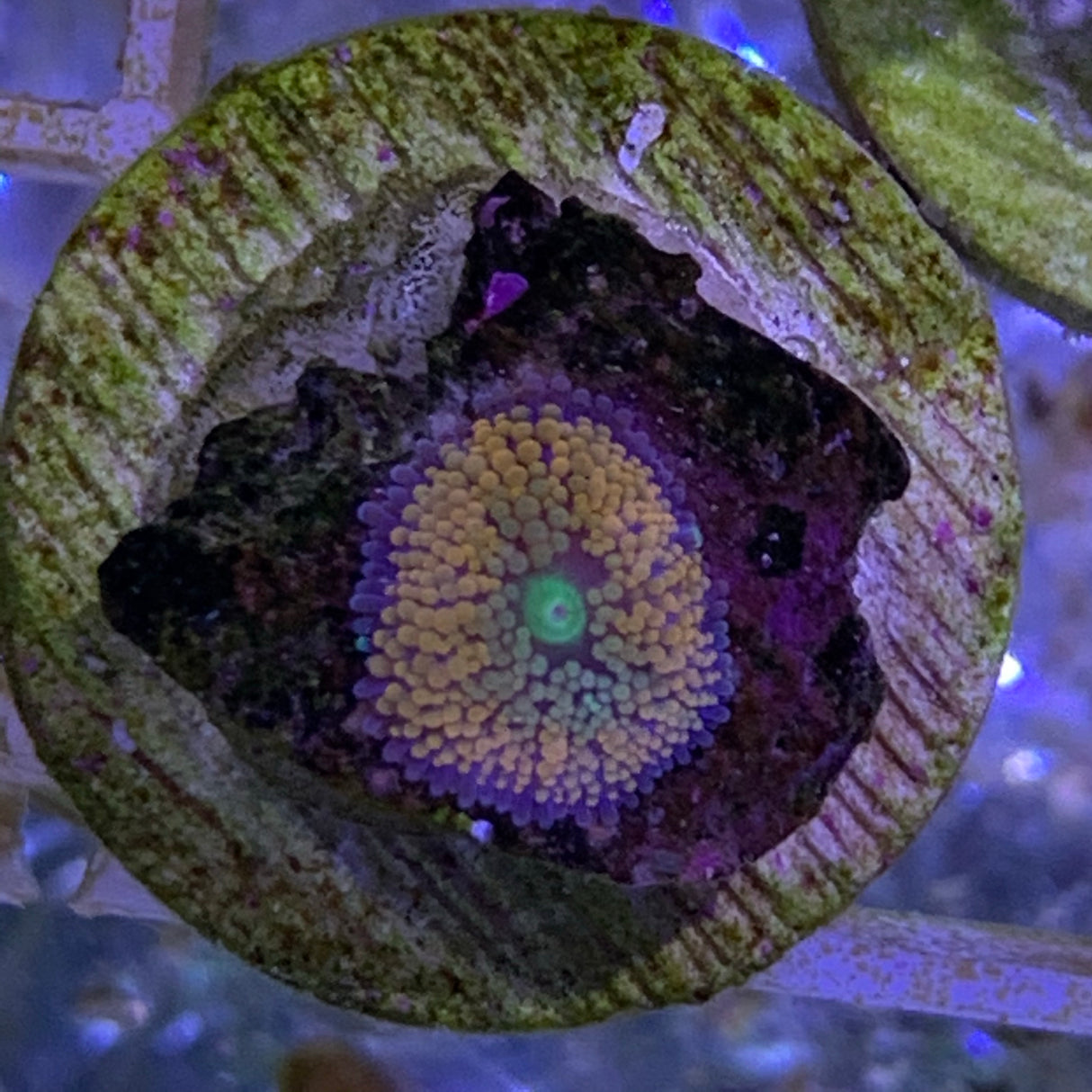 Orange Ricordea Florida