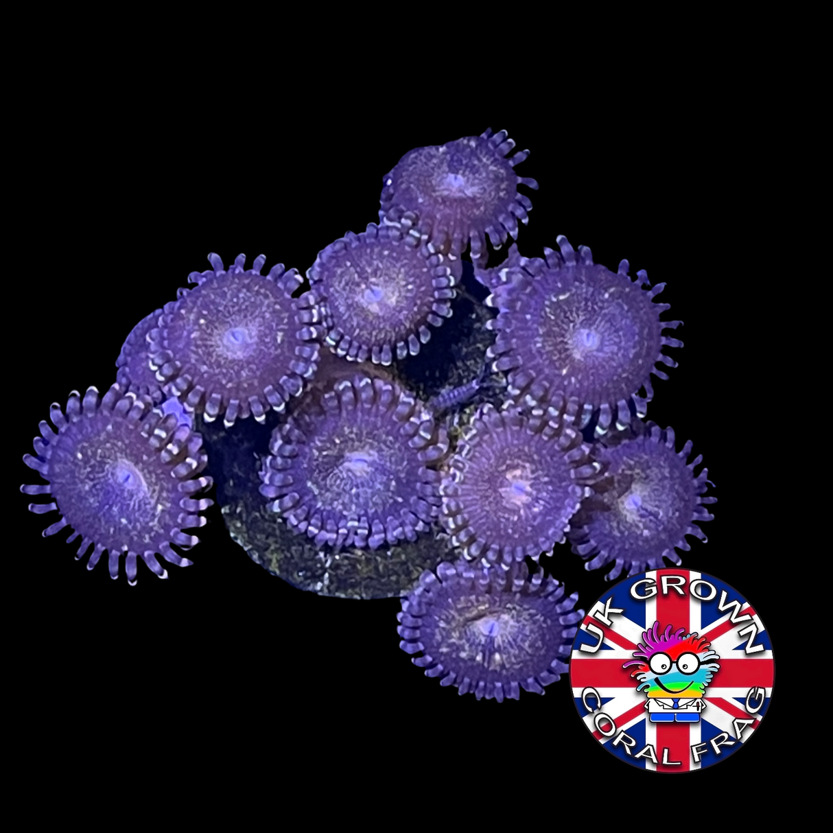 Zoa Frag (UK Grown)