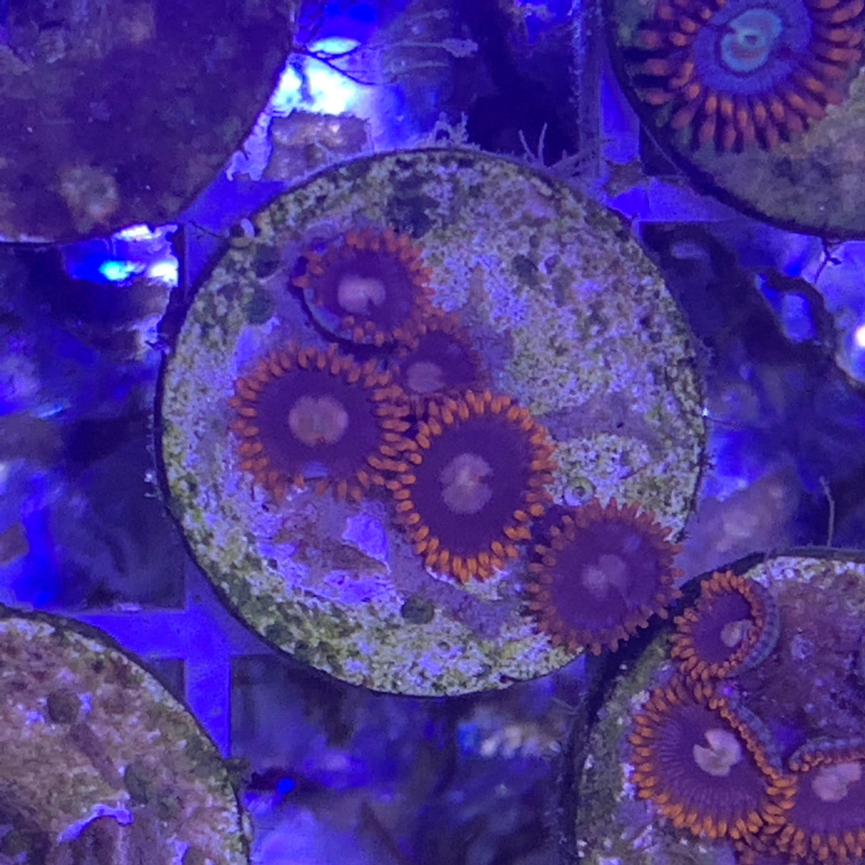4 polyp Zoa frag