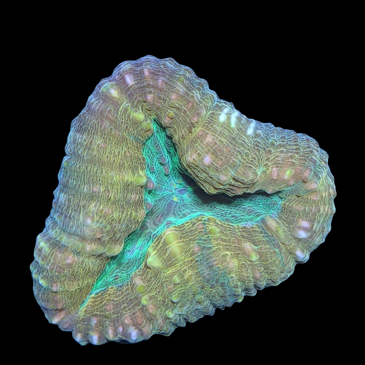 Green Mouth Orange Lobophyllia