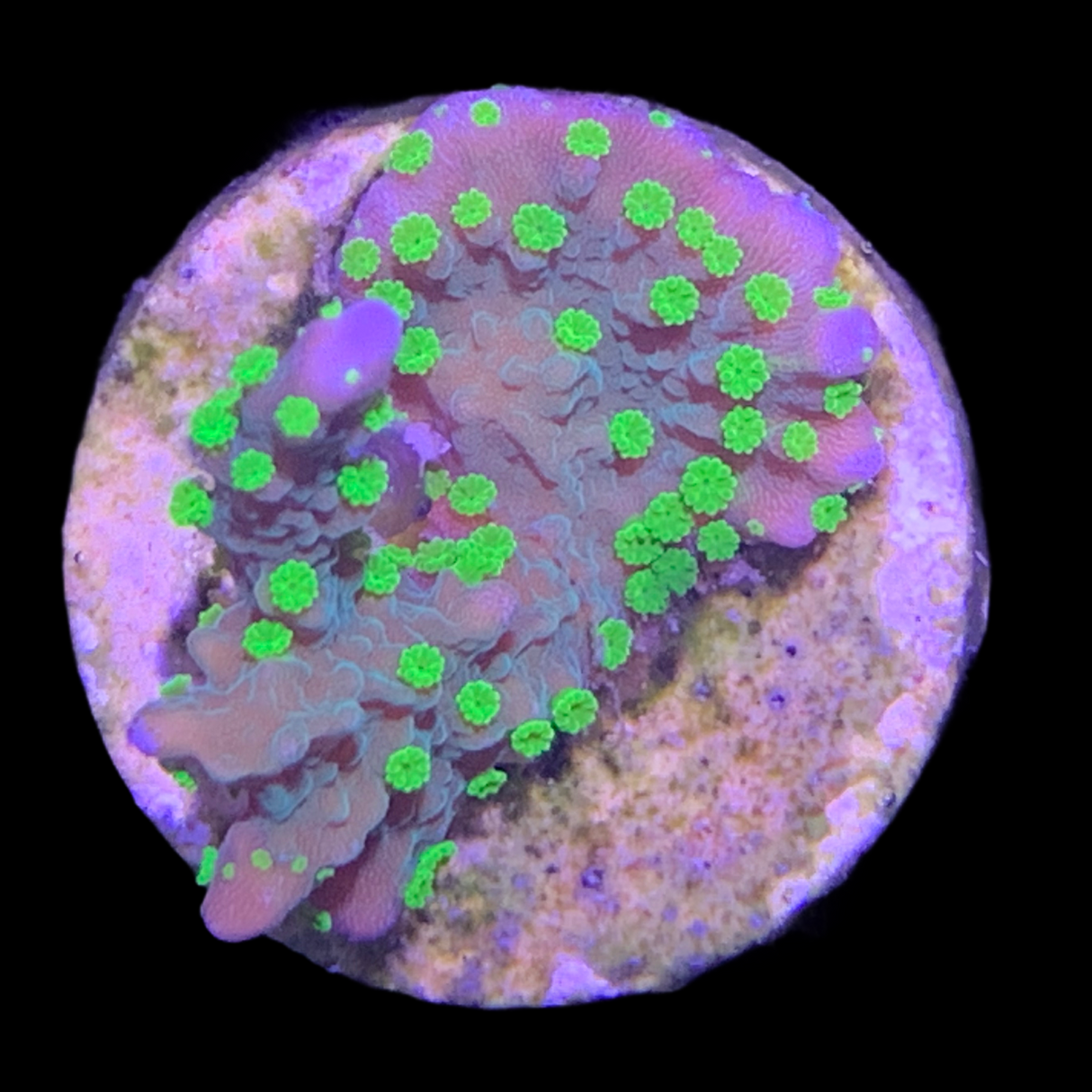 Hirsuta Montipora