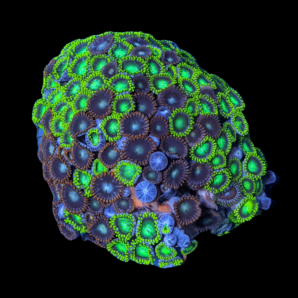Mini Zoa Colony