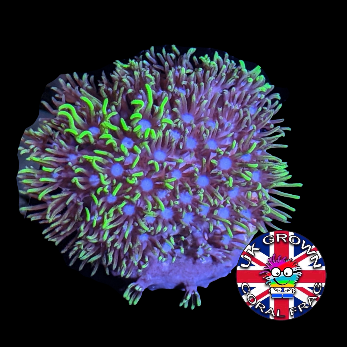 Star Polyps (Standard Plug) (UK Grown)