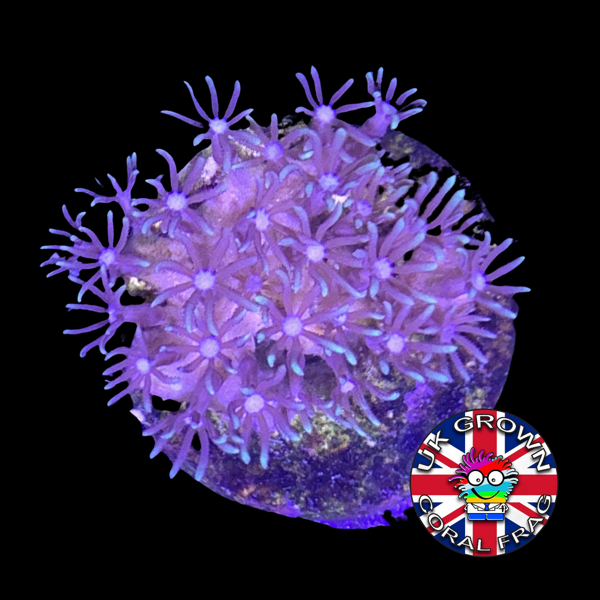 Green Star Polyps (Standard Plug) (UK Grown)