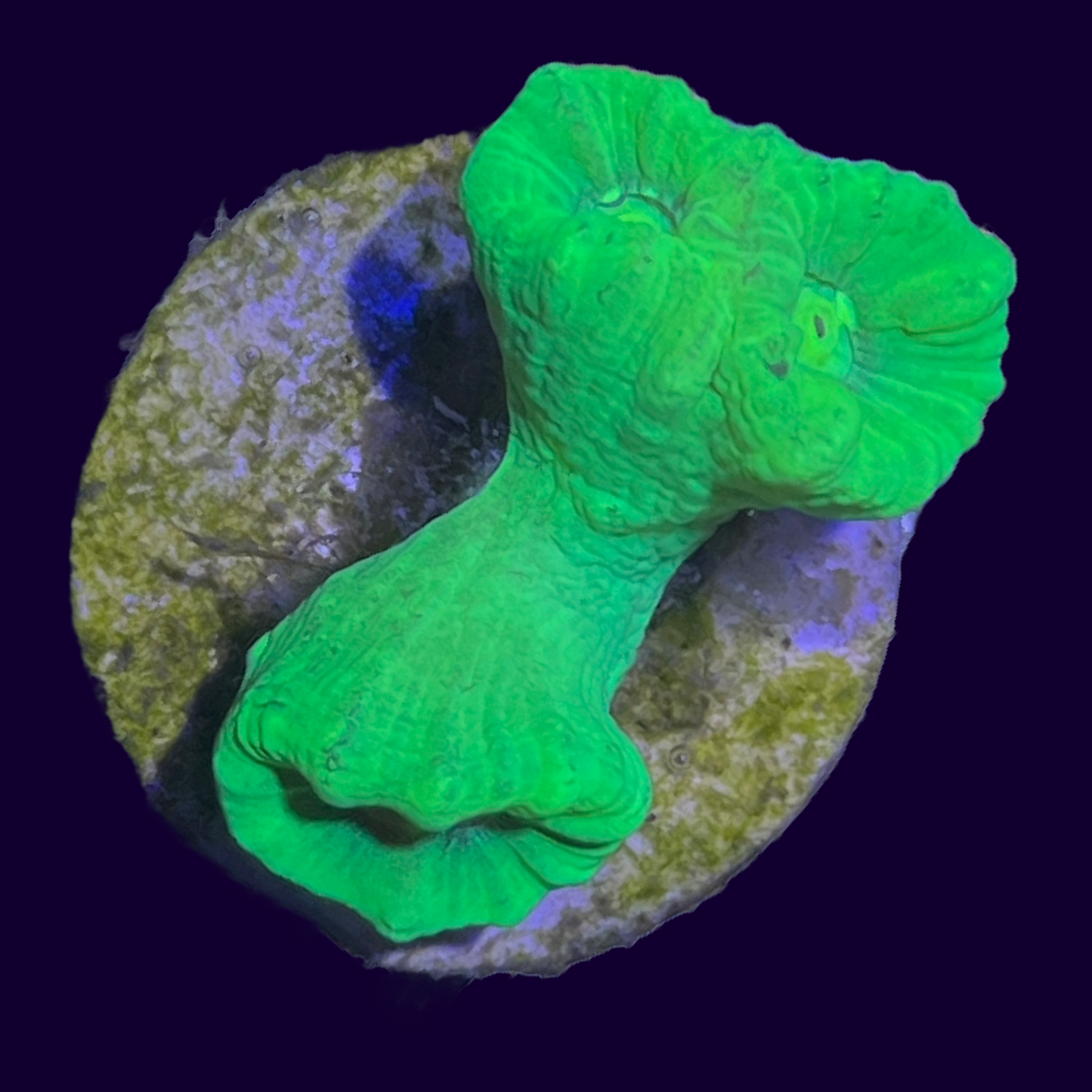 Neon Green Candy Cane