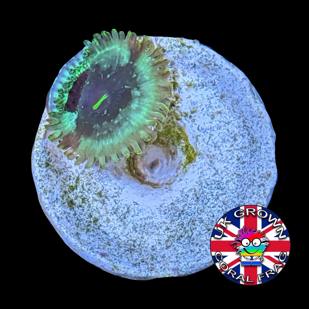 Hawaiian People Eater Zoa Frag (UK Grown)