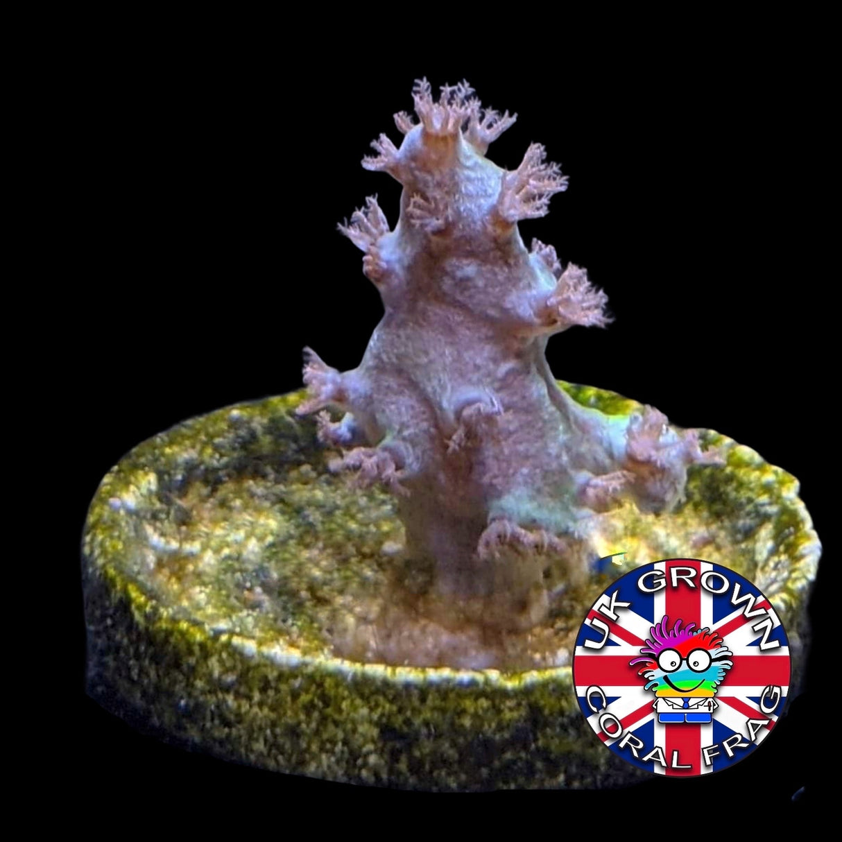 Green Sinularia (UK Grown)