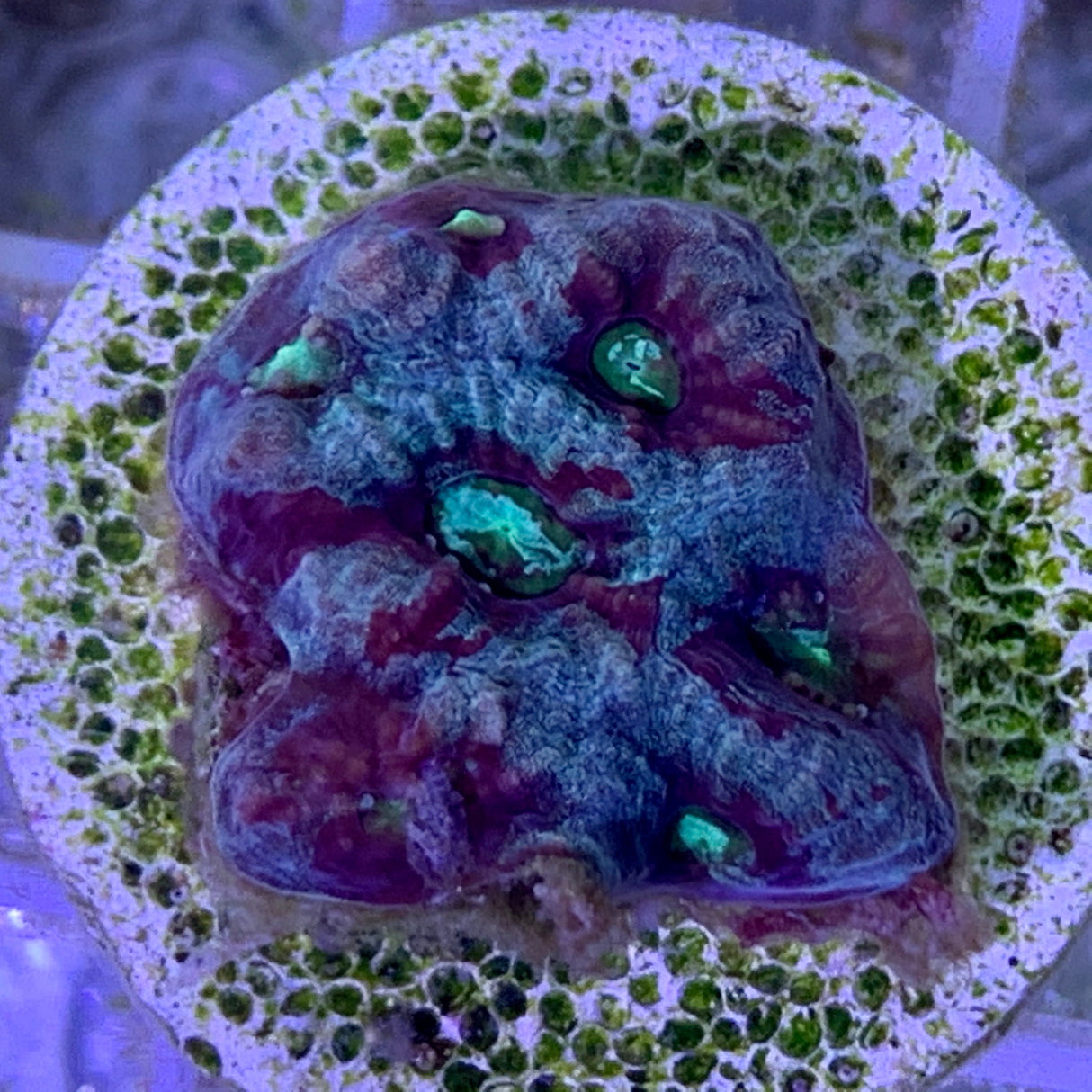 Favites Pentagona War Coral