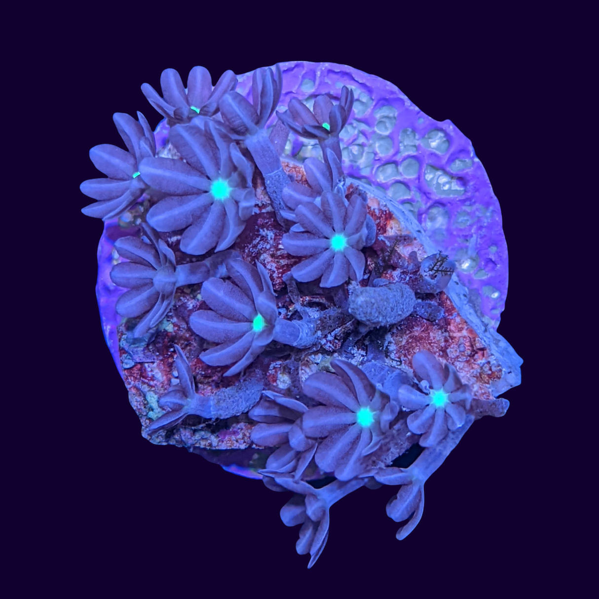 Knopia Jasmine Polyps