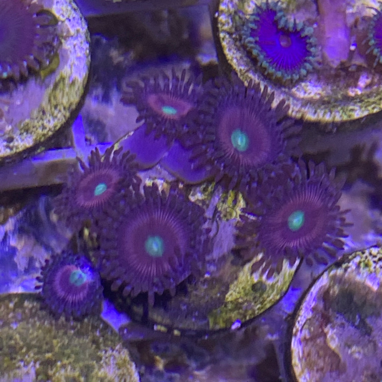 6 polyp Zoa frag