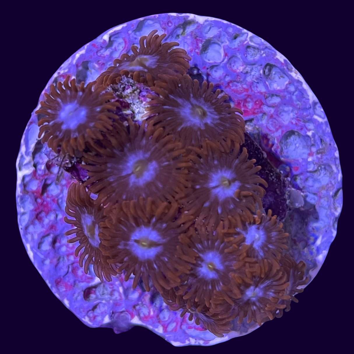 Large Zoa Frag