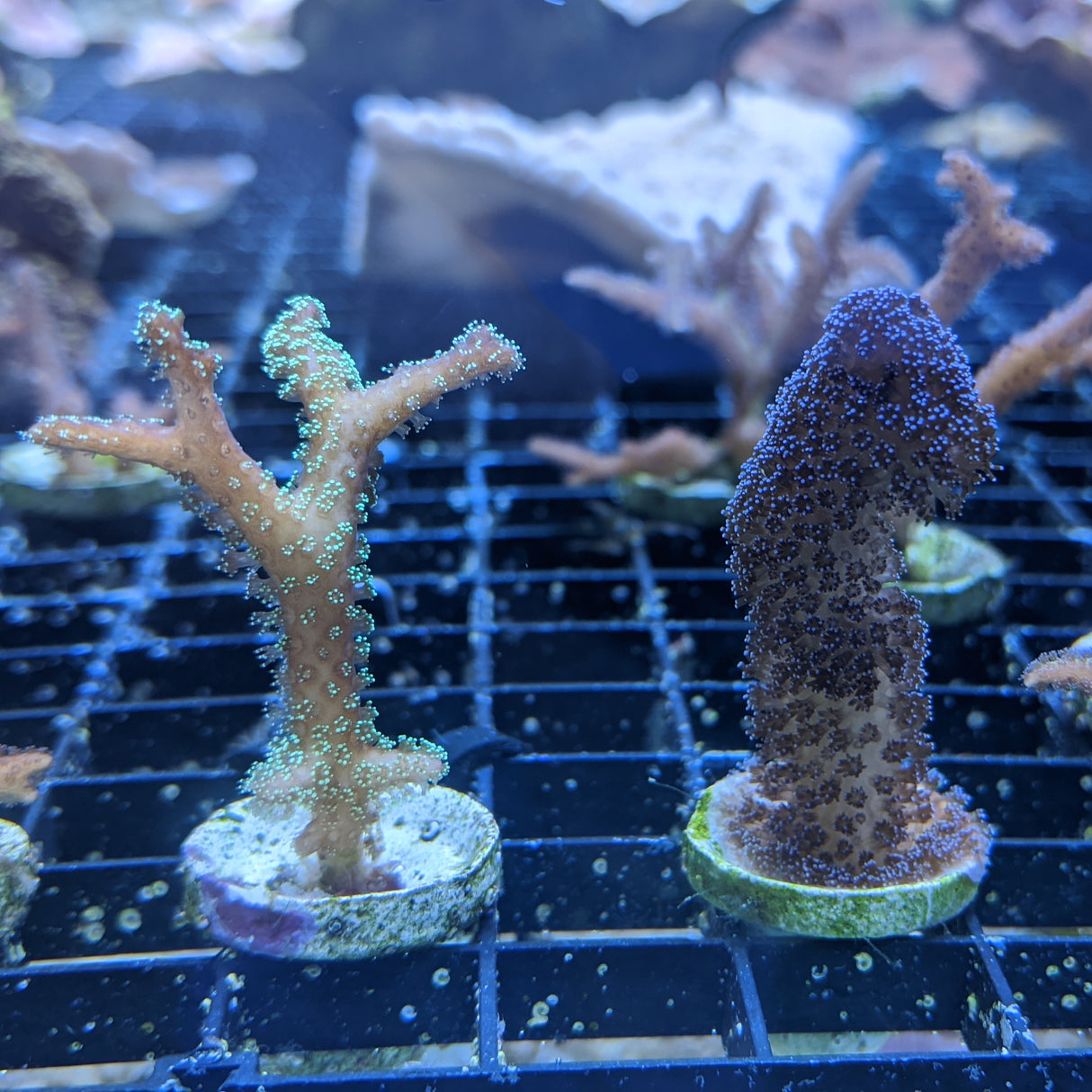 Seriatopora & Stylophora Twin Pack