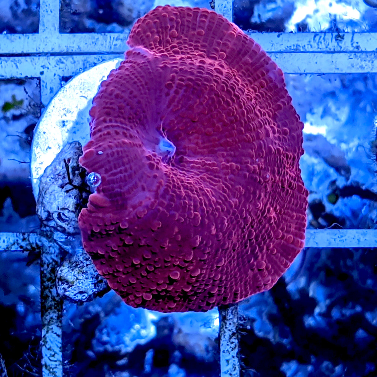 Red Mushroom