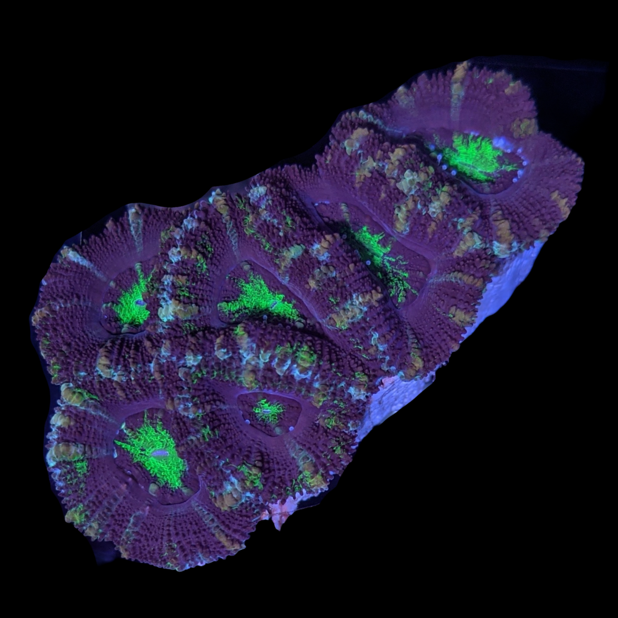Acanthastrea Lordhowensi