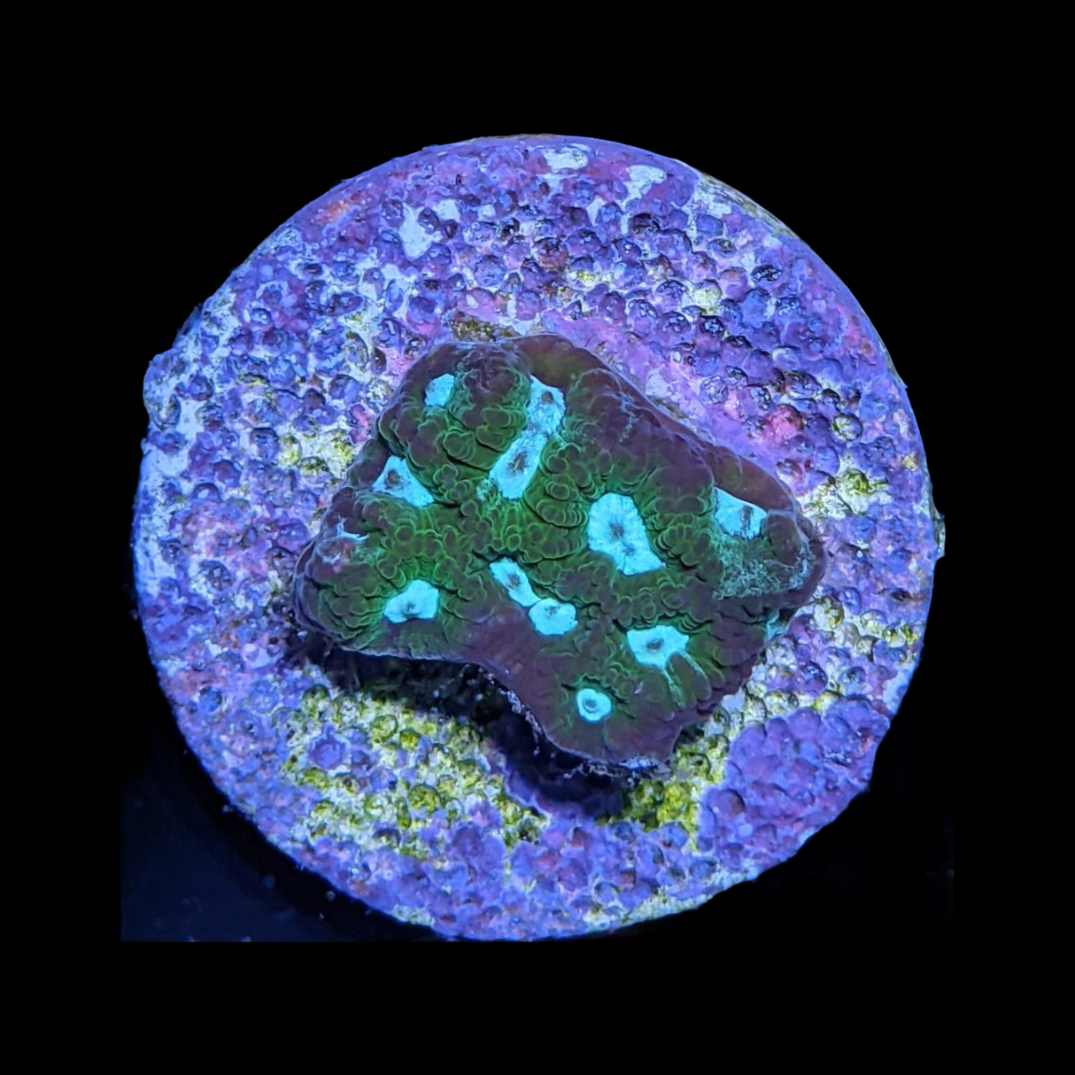 Emerald City Plesiastrea