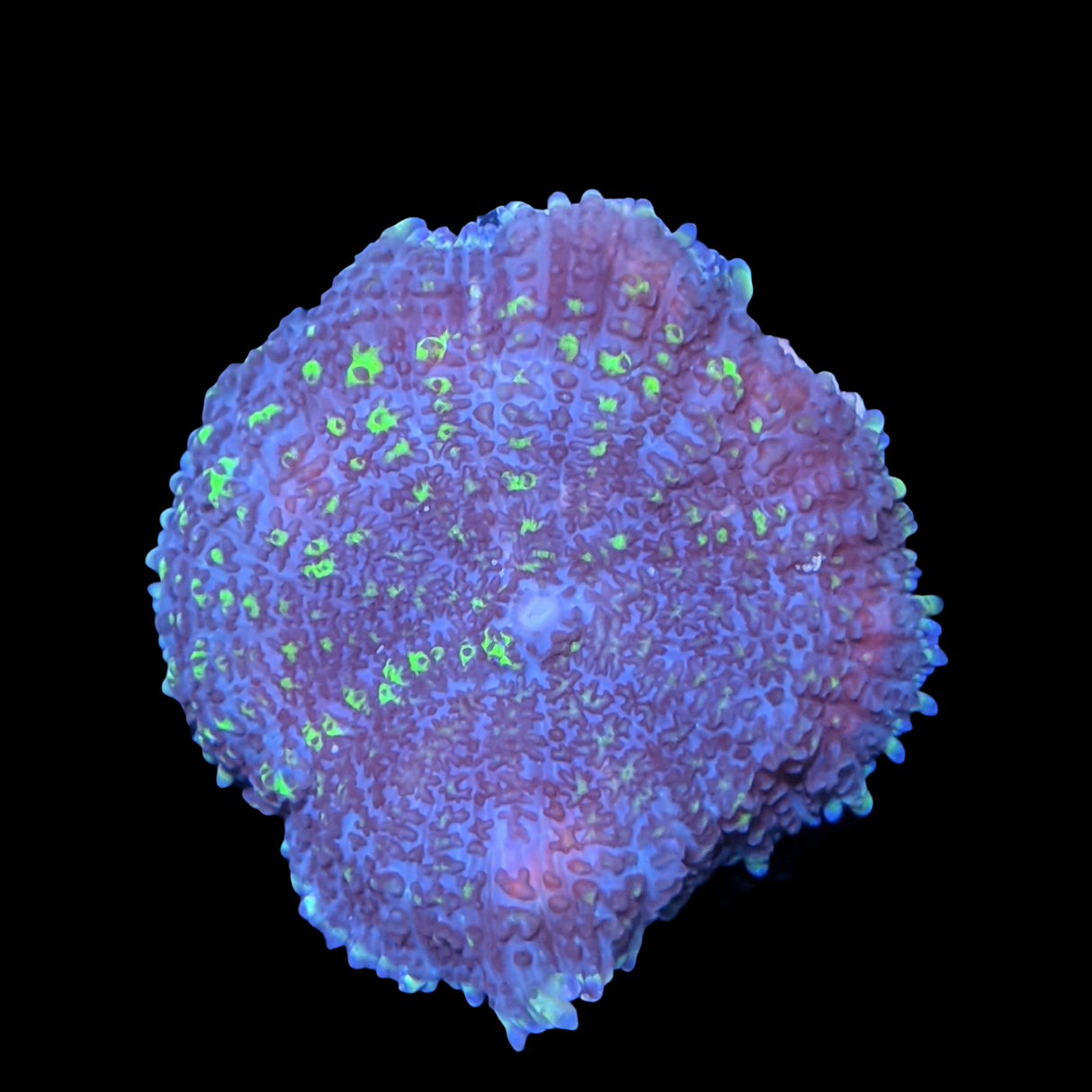 Rhodactis Green Flex Mushroom