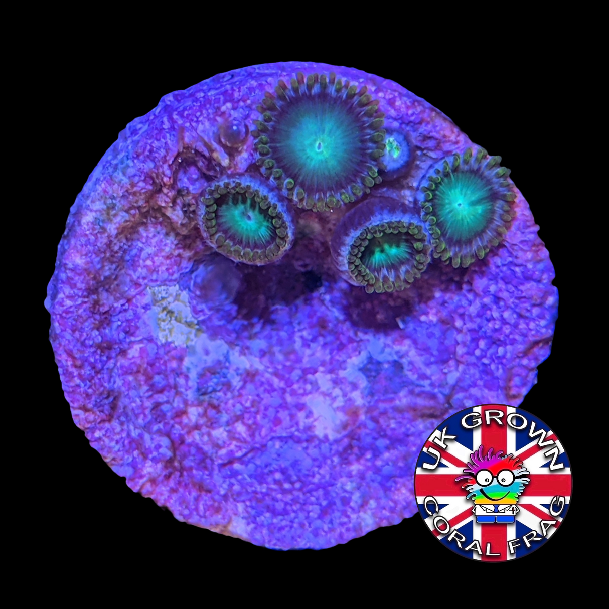 Radioactive Dragons Eyes Zoa (UK Grown)