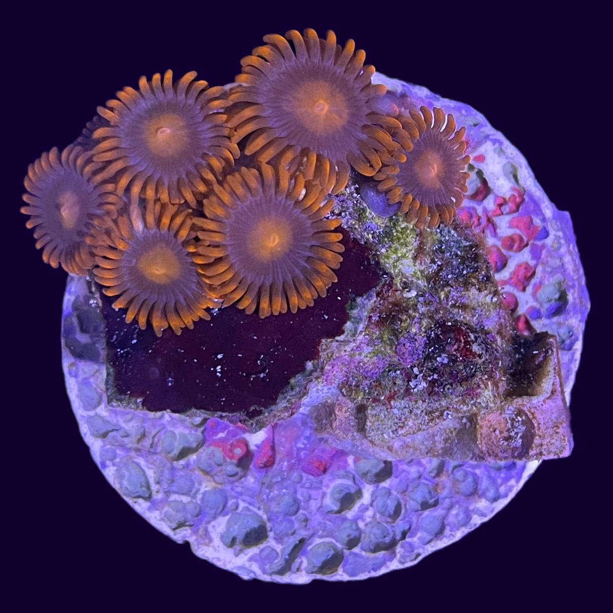 Large Zoa Frag