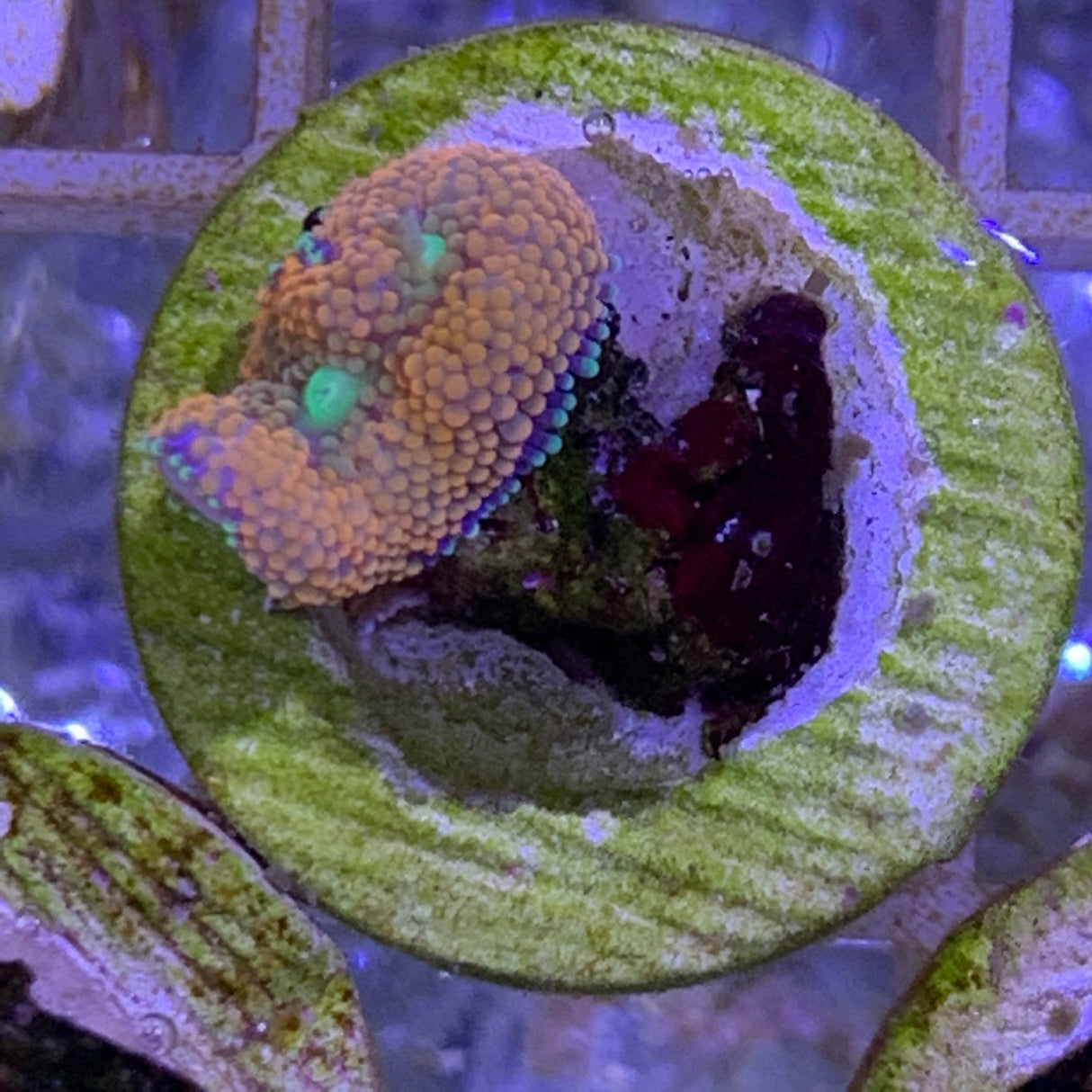 Orange Ricordea Florida