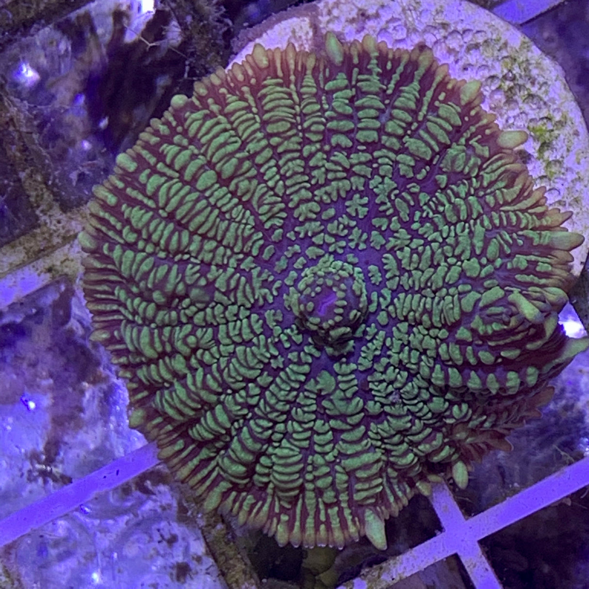 Green fizzy Mushroom