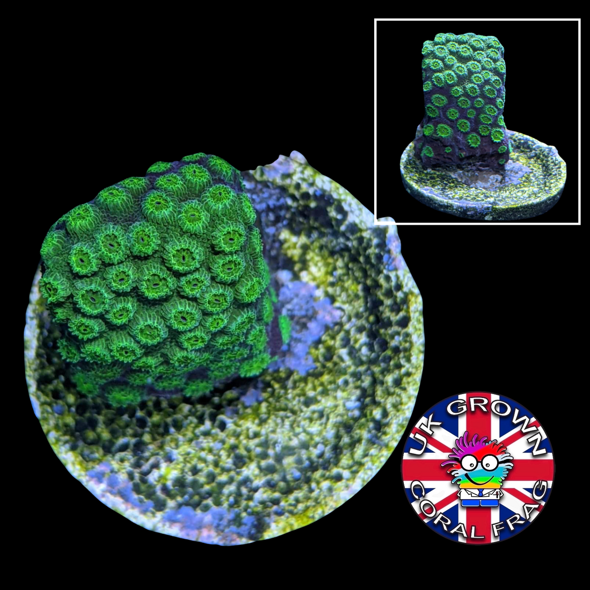 Green Cyphastrea (UK Grown)