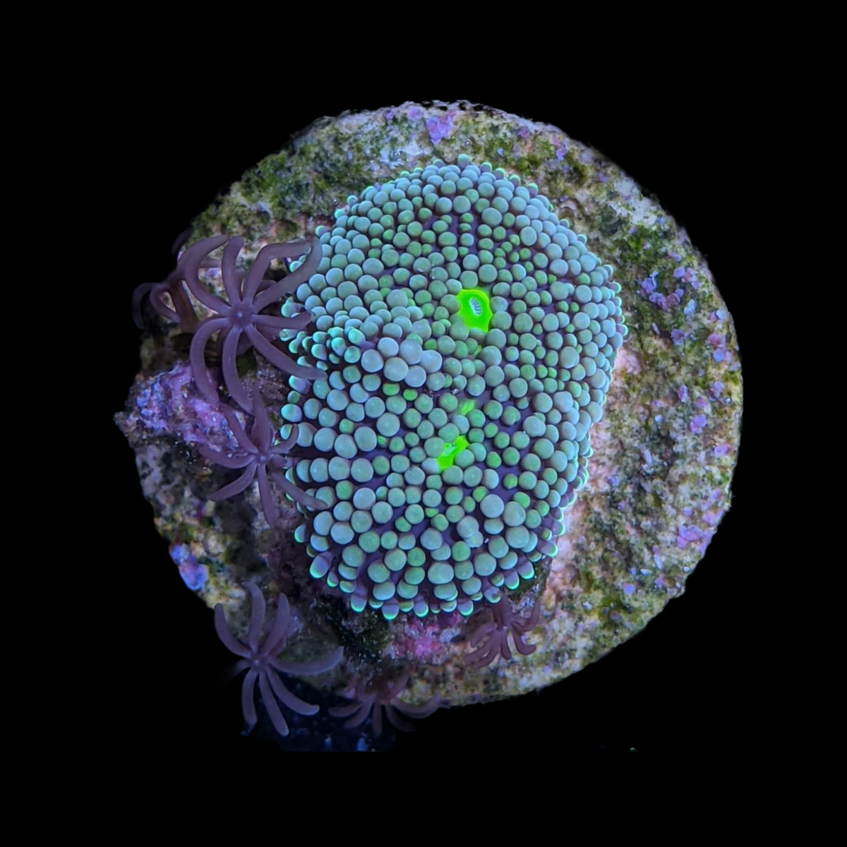 Blue / Green Ricordea Florida