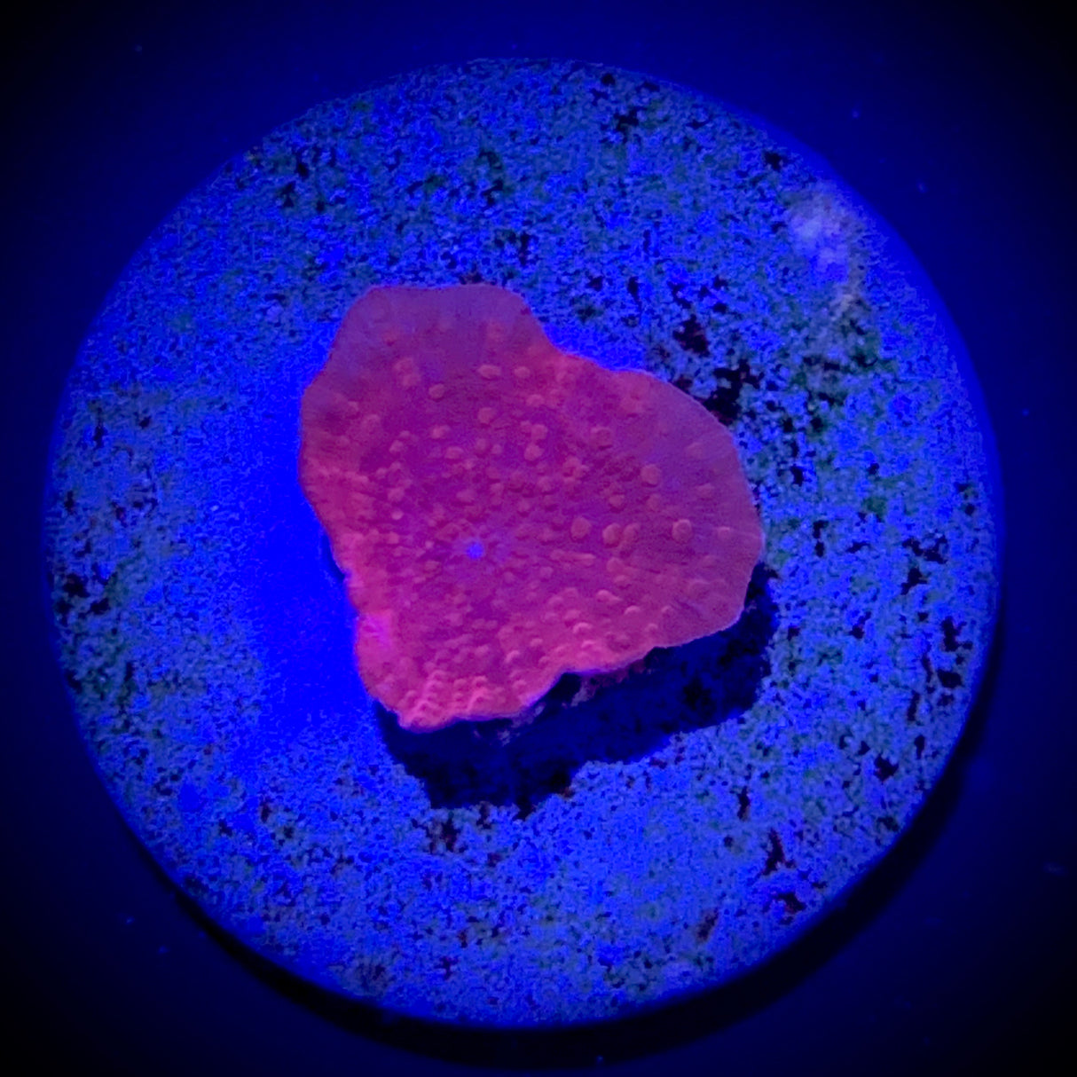 Red Mushroom