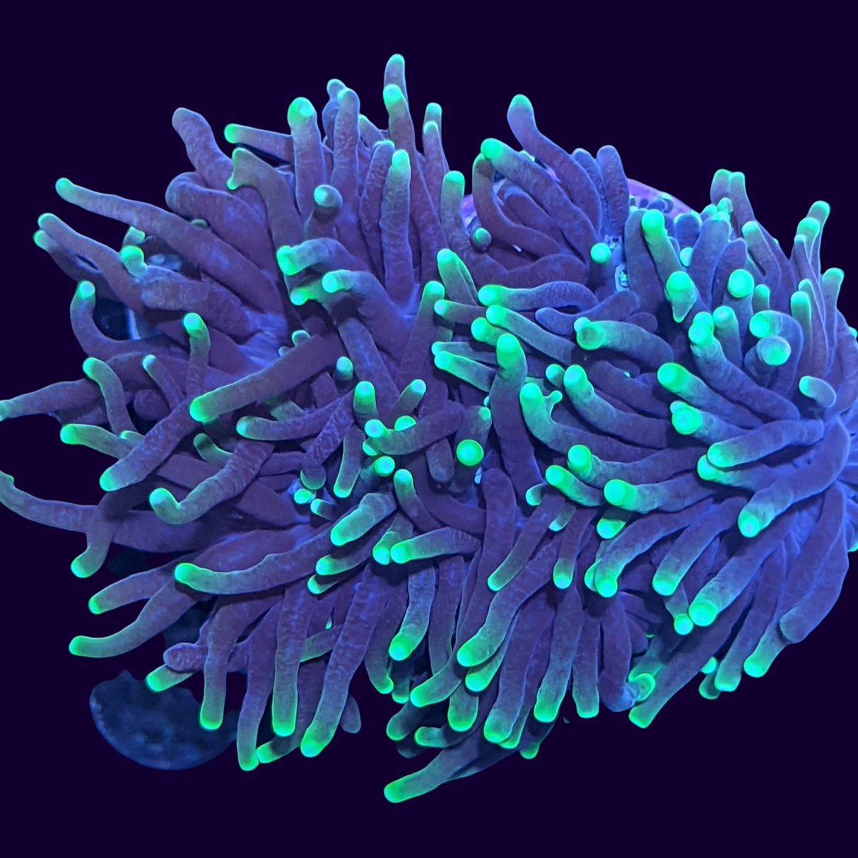 Large Green Torch Frag