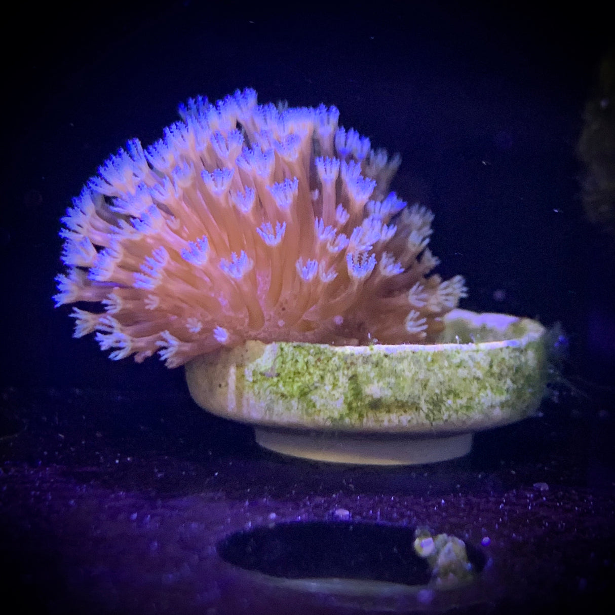 #68 Let Spring Begin