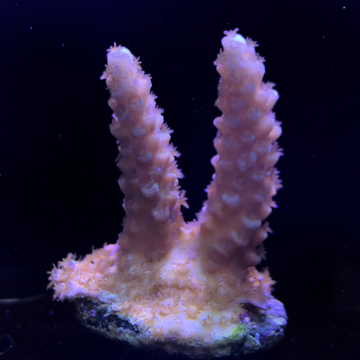 Millepora Frag