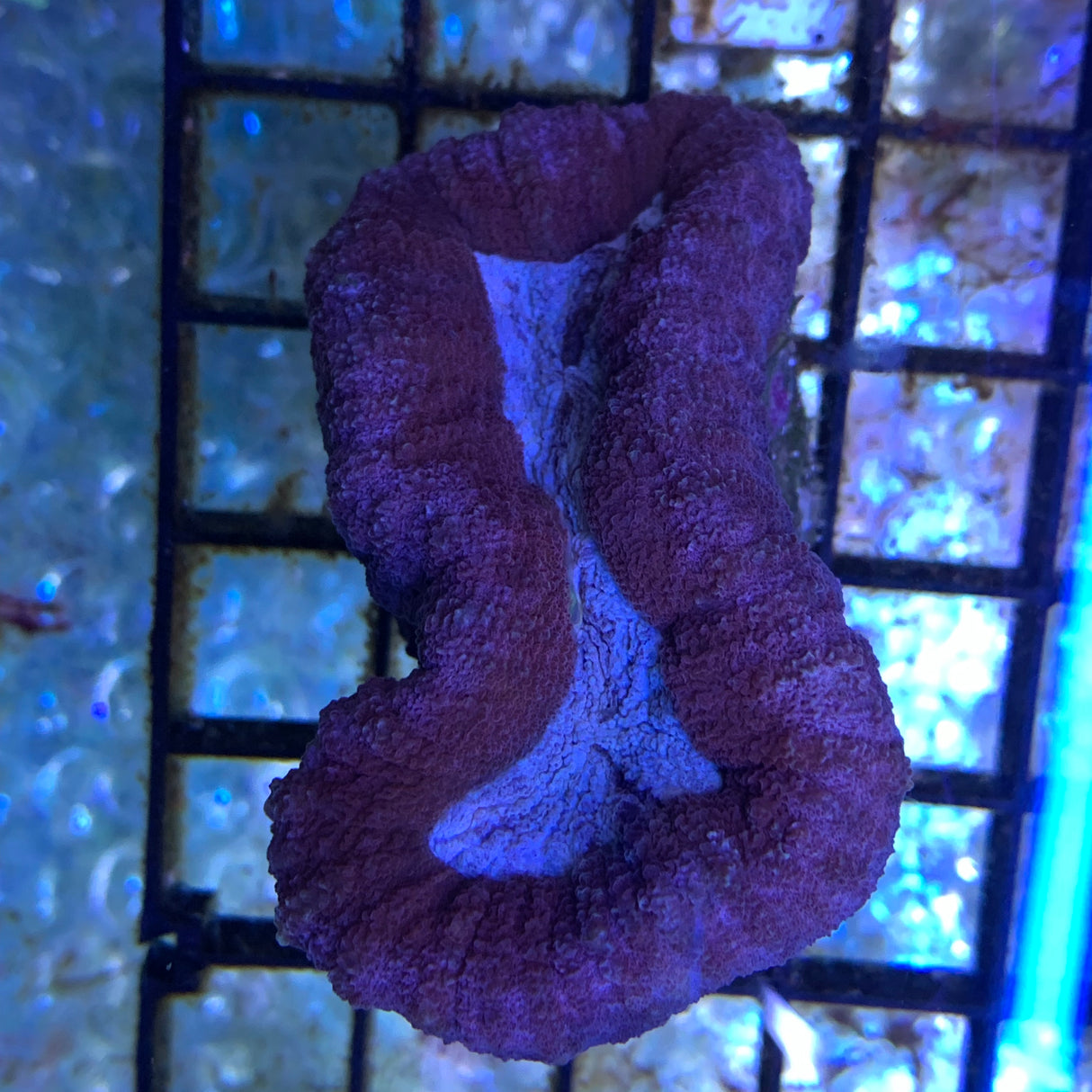 Blue Mouth Lobophyllia